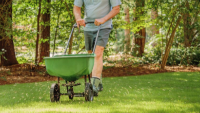 How to Maintain a Healthy and Beautiful Lawn Year-Round