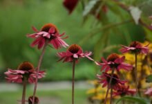 giftcard zen service overview