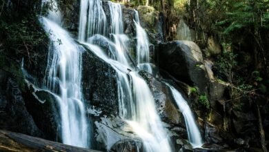 market trends in quantum